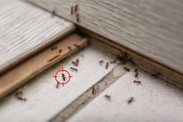 Best Best Pest Control Companies  in Tama, IA