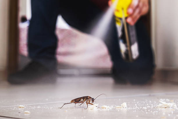 Best Mosquito Control Services  in Tama, IA